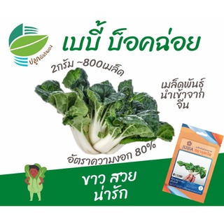 เบบี้ บ็อคฉ่อย (Baby Bokchoy)