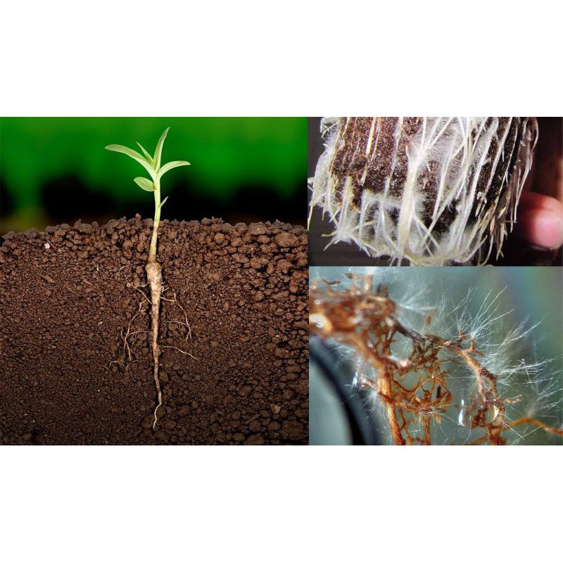 ไมคอร์ไรซ่า Mycorrhiza 200กรัม เชื้อราไมคอไรซ่า จุลินทรีย์เชื้อราชีวภาพกระตุ้นพืชโตเร็ว ราคา ถูกที่สุด ดีลบีเคเค แกลเลอรีภาพที่ 3