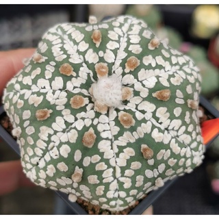 แอสโตร​ไ​ฟตั้​ม​ แบน  เว้า  #แคสตัส castus​ astrophytum แอสโตร แอสโตร​ไ​ฟตั้​ม แอสโตรไฟตัม กระบองเพชร แอสโตรวี