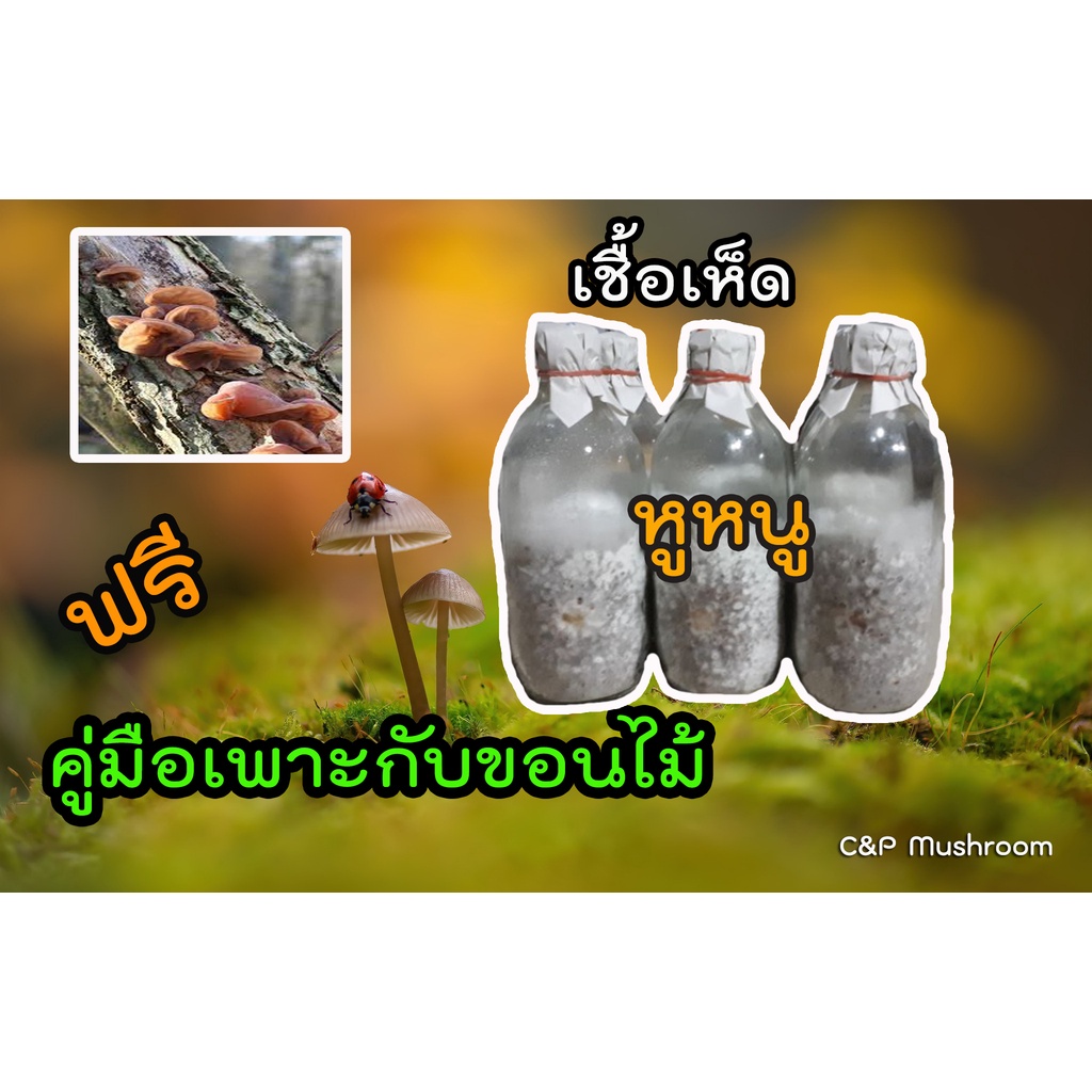 เชื้อเห็ดหูหนู ชุด 10 ขวด ฟรีคู่มือเพาะเห็ดกับขอนไม้