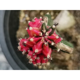 พิงค์เจแปน ไม้กราฟ 1 ต้น Pink Japan Gymno Cactus แคคตัส กระบองเพชร ไม้อวบน้ำ ไม้กราฟ ราคาถูก​