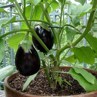 Potter - Eggplant Brinjal Black Beauty vegetable seeds, 10 seeds [Local Seller Fast Delivery]鲜花/通心菜/裙子/男装/头饰/香菜/生菜/มุโก/