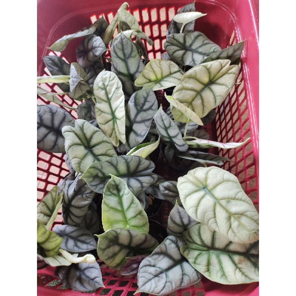 Alocasia silver dragonซิลเวอร์ดราก้อน