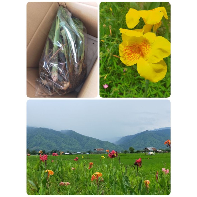 ต้นพุทธรักษาสีเหลือง