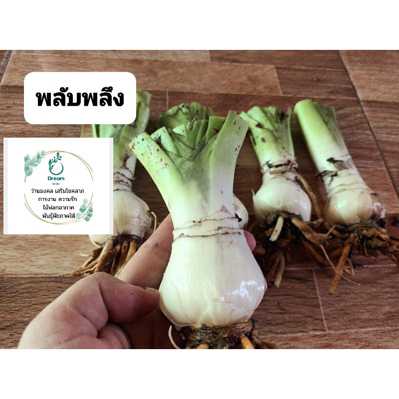 หัวดอกพลับพลึงขาวและพลับพลึงม่วง มี2ขนาด