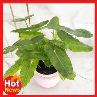 Philodendron ฟิโลเดนดรอนเขียวมรกต ต้นไม้ฟอกอากาศ ฟอร์มใหญ่ใบสวย ประสำนักงาน (กระถาง5นิ้ว)