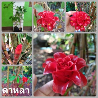 🎀ต้นดาหลาดอกแดง สวยม๊าก