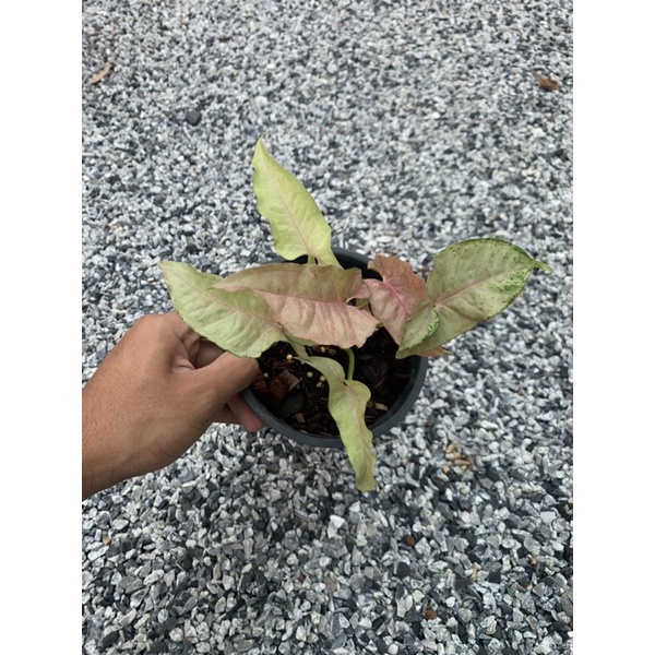 Syngonium pink spot marble - burlack - ThaiPick