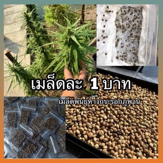 เมล็ดละ 1 บาท 🌱เมล็ดพันธุ์กัญชา พันธุ์ หางกระรอกภูพาน มีคู่มือการปลูกให้ฟรี