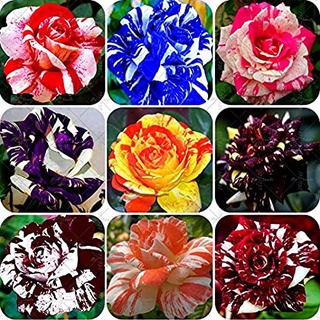 25 เมล็ด เมล็ดกุหลาบ คละสี ดอกใหญ่ กุหลาบ  Rose seeds