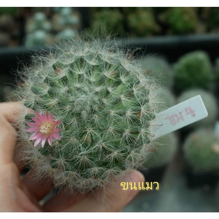 แมมขนแมว ไซส์ให้ดอก Mammillaria bocasana ขาวฟู ให้ดอกทั้งปี
