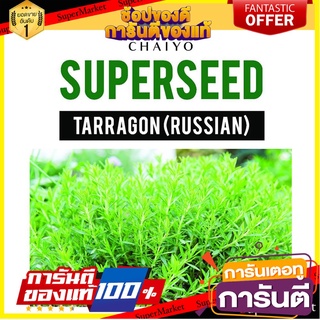 🍁HOT🍁 เมล็ดพันธุ์ทาร์รากอน ชัยโย 320 เมล็ด TARRAGON (RUSSIAN) 320 SEEDS 🚚✅