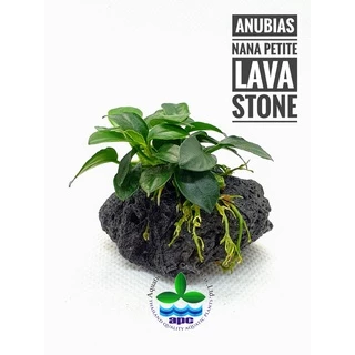 [APC] Anubias nana petite อนูเบียสแคระ [ไม้น้ำ - Aquatic Plants] P207/PS207/L180