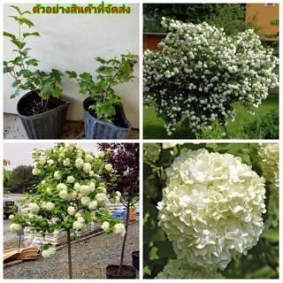 (1ต้น)(ขาย ต้นพันธุ์) ดอก ต้น ดอกไวเบอร์นัม ( Fragant Viburnum ) สโนบอล ไวเบอร์นัม ขายต้นไม้ ar