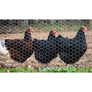 ตาข่ายหกเหลี่ยม (0.9x30m) 1/2" 3/4" 3/8" 1" ตาข่ายลวดกรงไก่ ตะแกรงเหล็ก เชื่อมแน่นไม่หลุด กรงนก กันงู DIY Hexagonal Wire