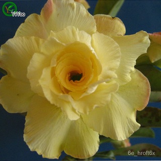 High germination rate Desert rose seeds Promotion Balcony Bonsai Flower Seeds Flowering Plants 5 pcs b016手链/园艺/儿童/木瓜/香菜/