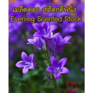 เมล็ดดอก สต๊อกอีฟนิ่ง (มีกลิ่นหอม) 50 เมล็ด Evening Scented Stockเมล็ดแท้นำเข้า