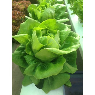 ต้นกล้าสลัด บัตเตอร์เฮด  Butterhead Lettuce   ต้นกล้าพร้อมปลูก  กล้าละ 10 บาท