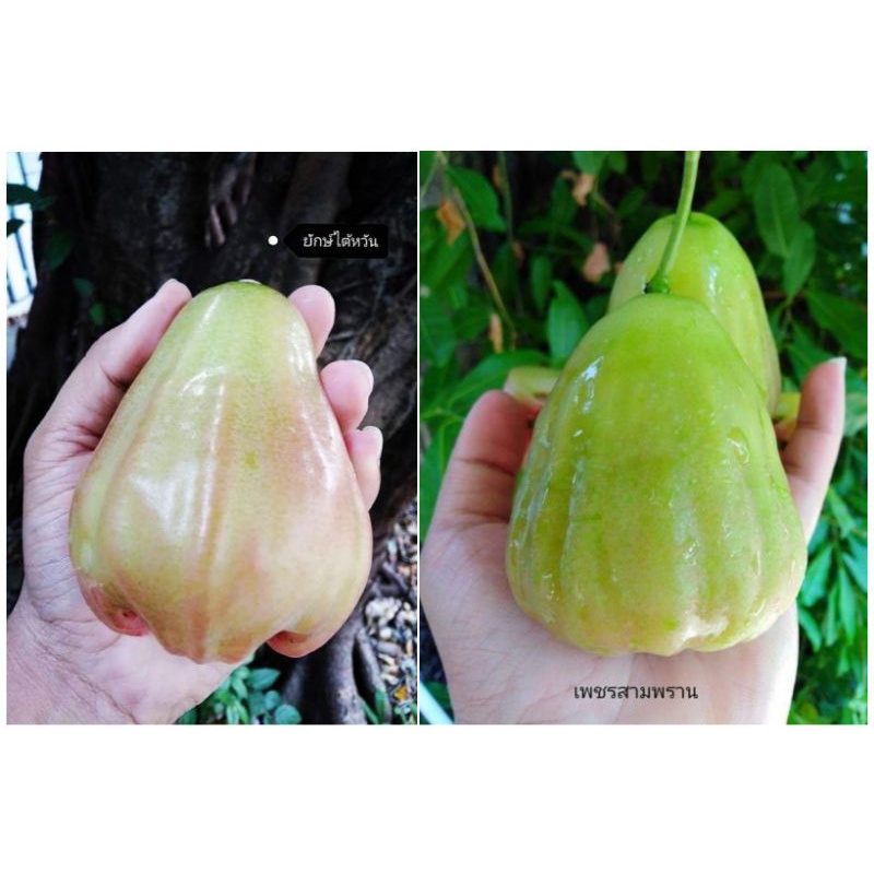 จัดชุด ชมพู่​ยักษ์​ไต้หวัน​และเพชรสามพราน​