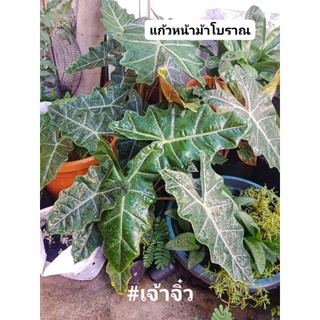 แก้วหน้าม้าโบราณ /#ไม้มงคล/ไม้หายาก#ไม้มงคล