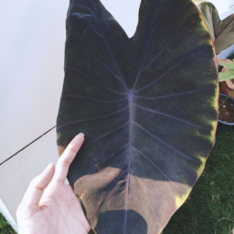 บอนดำ | Colocasia  Black Magic