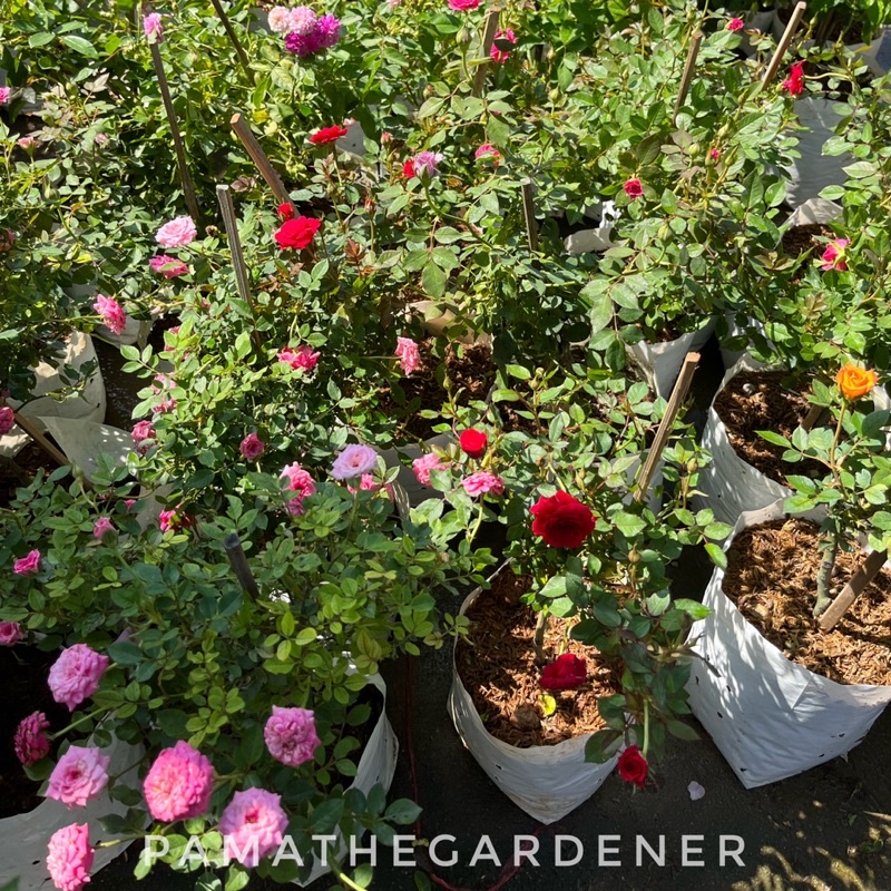 มุมมอง 2