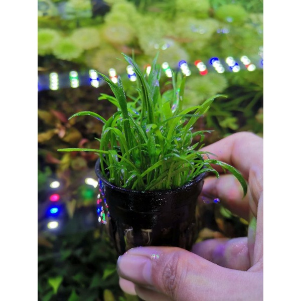 หญ้างูเห่า (Lilaeopsis Brasiliensis​)​​ มีทั้งรูปแบบพร้อมปลูกและเนื้อเยื่อ ต้นไม้น้ำ ไม้น้ำตู้ปลา