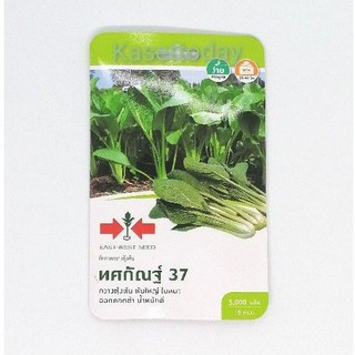 ผักกาดกวางตุ้งต้น​ ทศกัณฐ์37 ตราศรแดง​  เมล็ดพันธุ์ตราศรแดง