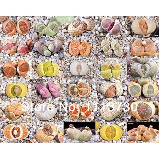 Lithops mix (10 seeds)