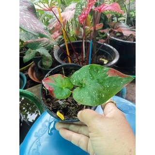 บอนสีรัตนสิน caladium