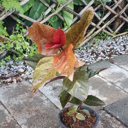 ต้นไม้มงคลเศรษฐีตาวาว 5 นิ้ว