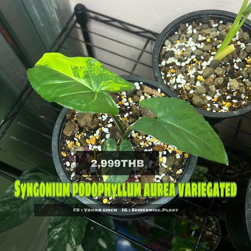 syngonium podophyllum variegated เงินไหลมาด่างเหลือง