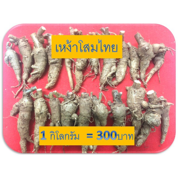 เหง้าโสมไทย500กรัม(โสมคน:ภาคกลาง)(ว่านผักปัง:เชียงใหม่)(โทวหนิ่งเซียม:จีน)(ถู่เหยินเซิน:จีนกลาง) ราคา ถูกที่สุด ดีลบีเคเค