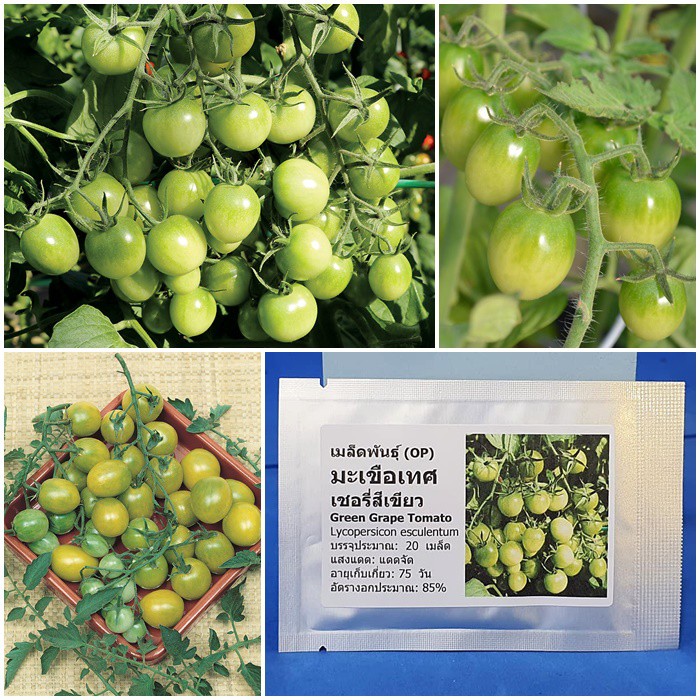 เมล็ดพันธุ์ มะเขือเทศ เชอรี่สีเขียว (Green Grape Tomato Seed) บรรจุ 20 เมล็ด คุณภาพดี ราคาถูก ของแท้ 100%