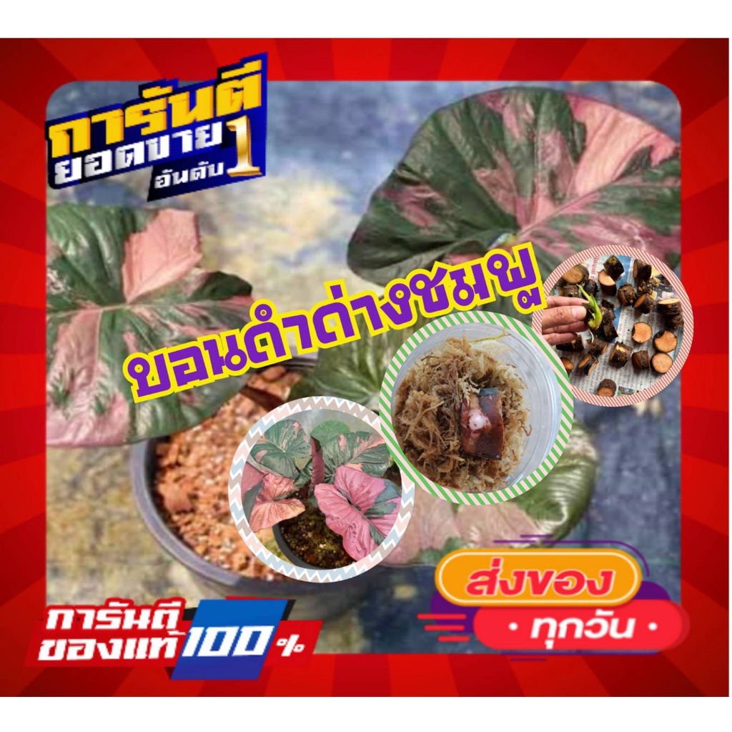 บอนดำด่างชมพู ไข่บอนดำด่างชมพู ต้นแม่ด่างสวย ของมีจำนวนจำกัด สายลุ้นห้ามพลาด (2 ไข่/แพ็ค)