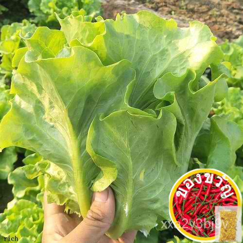 Italian Lettuce Vegetable Seeds (  seeds ) - Basic Farm House50 seeds (not live plants)50 seeds (not
