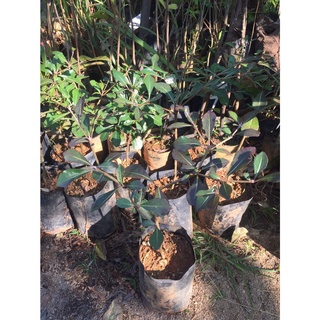 ต้นพันธุ์ ต้นหูกระจง หรือ แผ่บารมี (Terminalia ivorensis Chev.) ไม้ประดับ 49 บาท