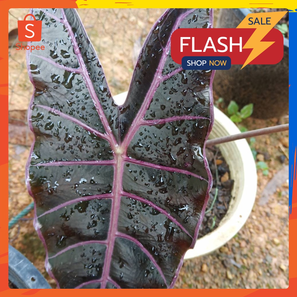 บอนดำสตูล กระดูกชมพูแท้