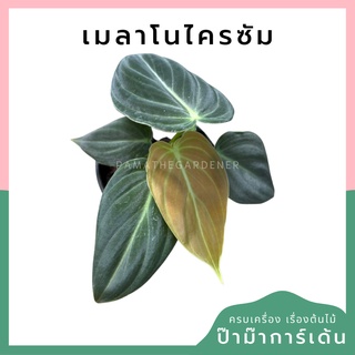 ฟิโลเดนดรอน เมลาโนไครซัม (ตัวแท้) ใบกำมะหยี่ ไซส์มินิ (Philodendron melanochrysum) กระถาง 4 นิ้ว