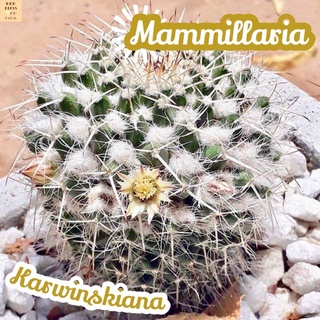 [แมมโฉมสกาว] Mammillaria Karwinskiana ส่งพร้อมกระถาง แคคตัส Cactus Succulent Haworthia Euphorbia ไม้หายาก พืชอวบน้ำ