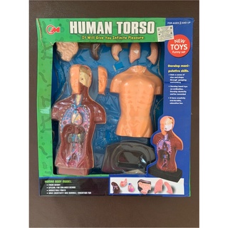 [มือสอง] โมเดลร่างกาย Human Torso โมเดลส่วนประกอบร่างกาย