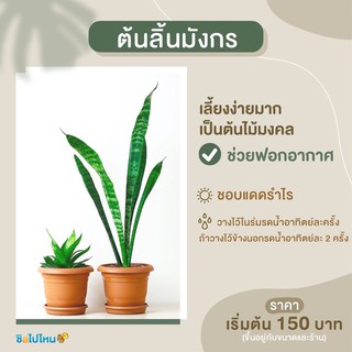 ต้นไม้ฟอกอากาศ ลิ้นมังกร 1ต้น ส่งแบบถอดดิน🌿