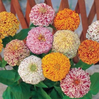 เมล็ดพันธุ์  ดอกบานชื่นเปปเปอร์มินท์สติ๊กคละสี (Peppermint Stick Zinnia Mixed) บรรจุ 30 เมล็ด