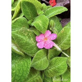 พรมญี่ปุ่น พรมกำมะหยี่ ลิลเลม่อน episcia lillemon ดอกสีชมพูหวานๆ ต้นไม้ประดับ ต้นไม้ตกแต่งห้อง ตกแต่งบ้าน ตกแต่งสวน