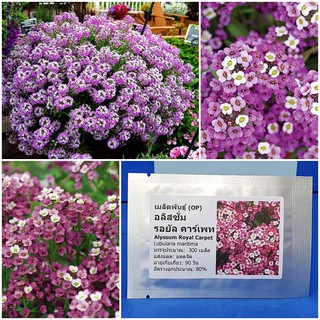 เมล็ดพันธุ์ ดอกอลิสซั่ม รอยัล คาร์เพท (Alyssum Royal Carpet Seed) บรรจุ 300 เมล็ด คุณภาพดี ราคาถูก ของแท้ 100%