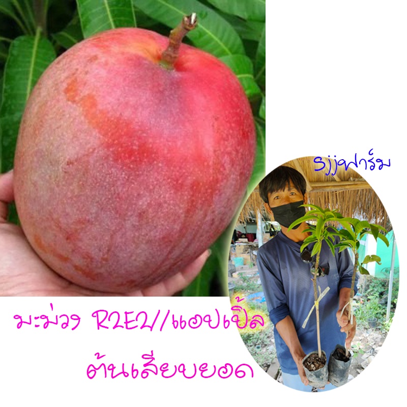 ชุด 2 ต้นคู่ มะม่วง R2E2 หรือมะม่วงแอปเปิ้ล ต้นเสียบยอดแผลแห้งสนิท พร้อมจัดส่ง