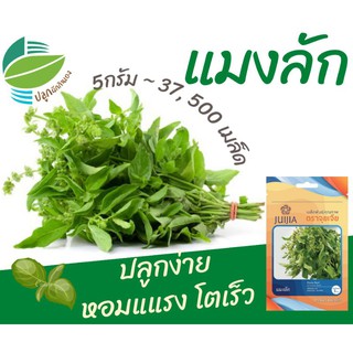 แมงลัก (Hoary Basil)​