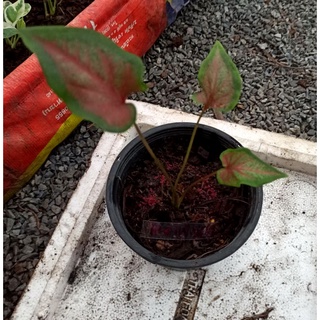 🌺ต้นบอนสีตะละแม่กุสุมา Caladium🌺