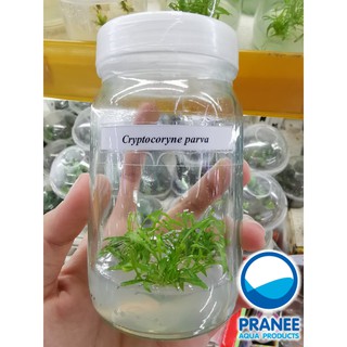 Cryptocoryne parva เนื้อเยื่อขวดแก้ว (คริปโตคอรีน พาวา)  ต้นไม้น้ำ ไม้น้ำตู้ปลา ** กรุณาอ่านรายละเอียดก่อนสั่งซื้อ **