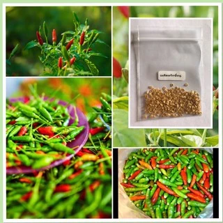 เมล็ดพริกขี้หนูสวน 30-50 เมล็ด คัดพิเศษ เพาะง่ายโตเร็ว [ซื้อ10 เเถม 1 คละได้]